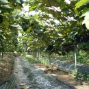 상연농장 이미지