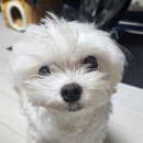 살롱드 멍 이미지