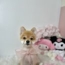 니니 애견 미용실 이미지