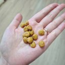 로얄독 | 강아지 알러지 사료 로얄캐닌 하이포알러제닉 스몰독 내돈내산 급여후기