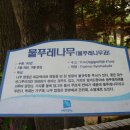 물푸레나무