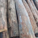 여송지성 이미지