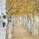 삼패공원의 자작나무숲 이미지