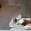 연희재 애견펜션 이미지