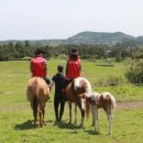 포니제주 이미지