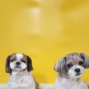 몽쉘몽봉 이미지