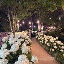 감성주점 산책길 | 진주 밤산책 끝판왕… 수국길 감성 미쳤던 월아산 자연휴양림 후기👍🌸
