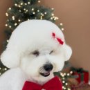 수수펫살롱 이미지