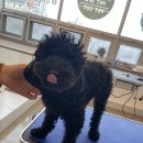 The 사랑할 개 이미지