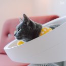 로켓고양이