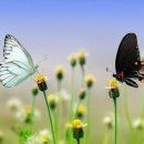 나비야 청산가자 이미지