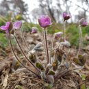 야생화민박 이미지