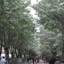 반천산업단지 진입도로 | [공지] [전주 팔복동 이팝나무 철길] 2026 개방 일정,주차,야경 직접 다녀온 솔직 후기