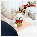 수지체육공원 농구장 | 용인수지말티푸분양 후기 – 수지에서 시작된 말티푸와의 포근한 일상