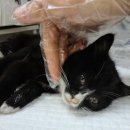 권선초교 이미지