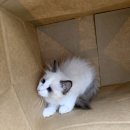 행복한집사 이미지