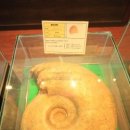 주필거미박물관 이미지