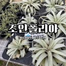 화원농장 | 조인폴리아 화원 방문기 | 파주가볼만한곳 가격 영업시간 총정리