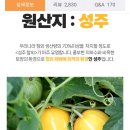 성주 참외 2kg 혼합과 11900원‼️‼️ 이미지