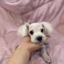 구칠사 네이버블로그