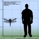 잠자리의 종류 ( Type of dragonfly )