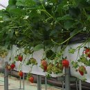 율면농장 이미지