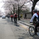 (전체회원 필독) 올해도 어김없이 4월10일 경주 벚꽃 테마라이딩 진행합니다..^^ 이미지