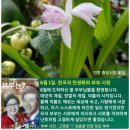 6월 1일. 한국의 탄생화/ 풍란 (부귀란), 자란 등 이미지