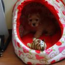 엄마손실비 이미지