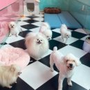 올리브펫살롱 이미지