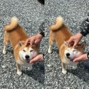 돌바위펜션민박 | 부산근교 울산 배내골캠핑장산책로 벚꽃 봄 캠핑 후기