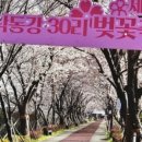 강서 낙동강30리 벚꽃축제(2025년) 이미지