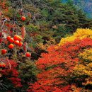 상사병!! [야담선비 #109] 이미지