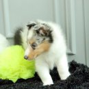 우아한강아지 이미지