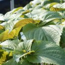 영봉농장 이미지