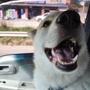 참동물병원 이미지