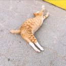 006-1 | 006 버킷리스트 추천, 제주도 한달살기 후기