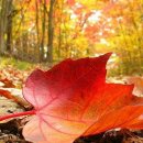 래플즈 동물병원 이미지