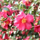 쉬엉갑서예 | 제주 월정리 내돈내산 숙소 맛집 코스 만족스러워