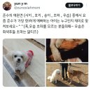 헐 김준수 강아지도 파양.. 이미지