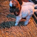 지연농장 | 🐐 겨울철 염소농장 실내 적정온도는 몇 도가 좋을까?