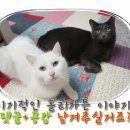 온양1동 온천대로 이미지