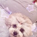 시드니동물병원 이미지