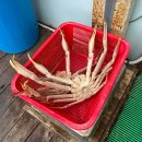 대성수산대게직판점