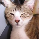 우리고양이 이미지