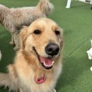 퍼피스카우트 이미지