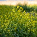 섬진강대나무숲길 이미지