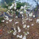 산수골농장 Daum카페