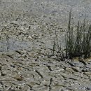 순천만 메추리 이미지