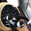 펫 게스트하우스 이미지